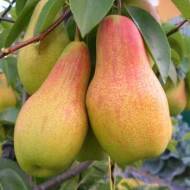 Саджанець Груша Парижанка в контейнері